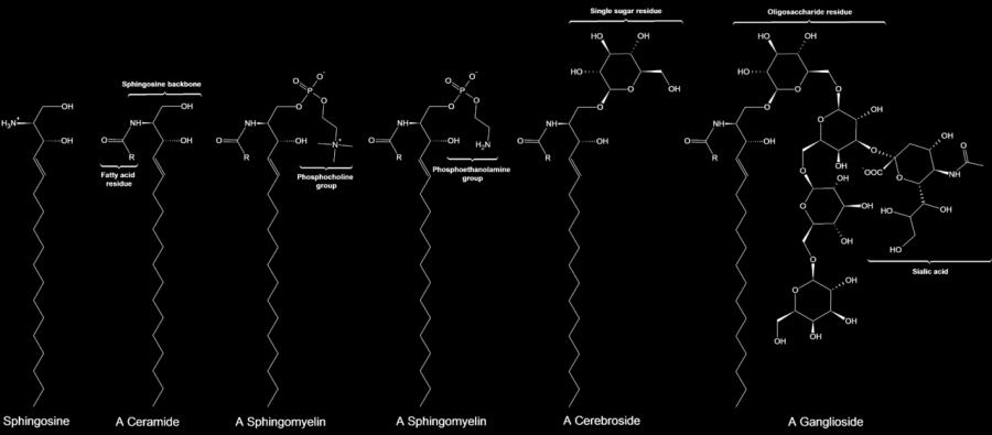 Different forms of membrane lipids: Derivatives of sphingosine Sphingosine + 1 FF Ceramide Ceramide + Phosphocholine A Sphingomyelin Ceramide + Phosphoethanolamine A