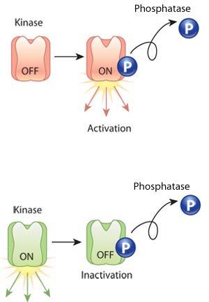 Phosphorylation is made by kinases Dephosphorylation by phosphatases