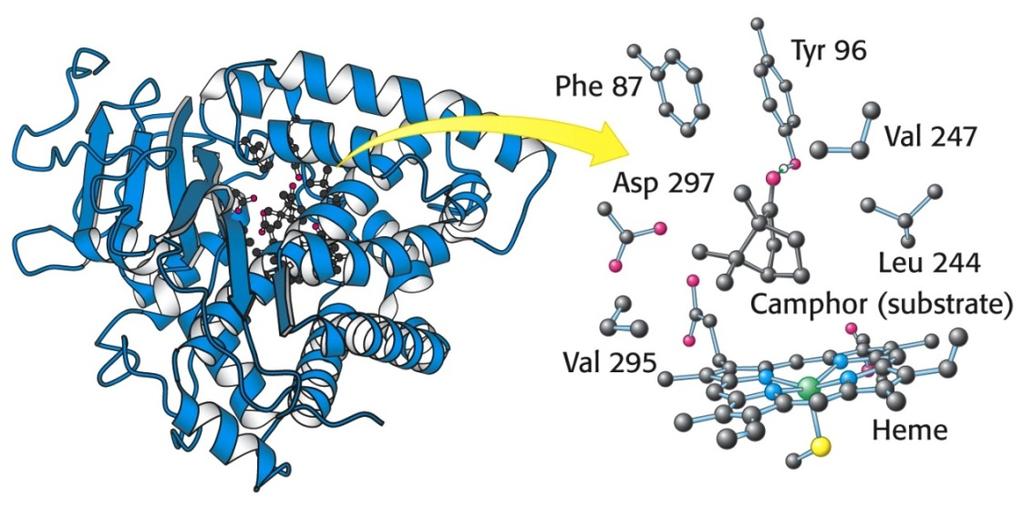Active site Catalysis always includes the formation of Enzyme-Substrate complex