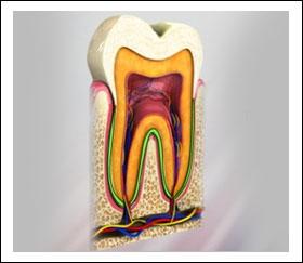 Enamel Enamel is the highly mineralized and hard outer substance of the tooth. Its color varies from light yellow to grayish white. (Refer fig.