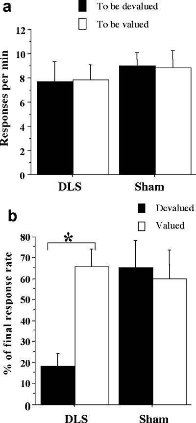 devaluation: results from lesions I overtrained rats animals with lesions to DLS never develop habits despite extensive training also treatments depleting dopamine in DLS also lesions to infralimbic