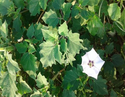 M. Kalaiselvi /Life Science Archives (LSA), Volume 1, Issue 5, Page 338 to 343, 2015 339 Datura stramonium belonging to family Solanaceae and it includes 85 genera and about 2,800 species in the