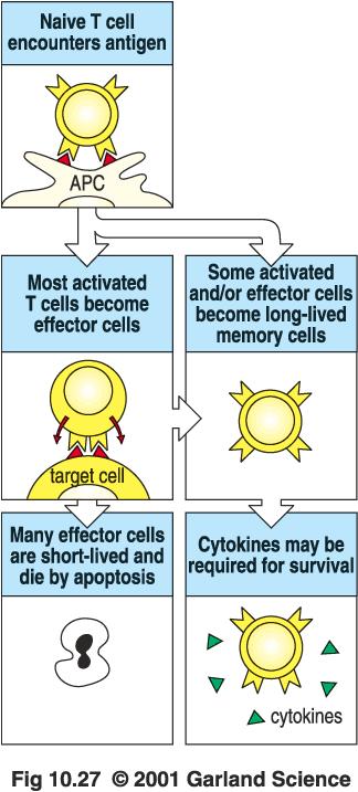 Memory B cells diversifica6on and survival of the figest!