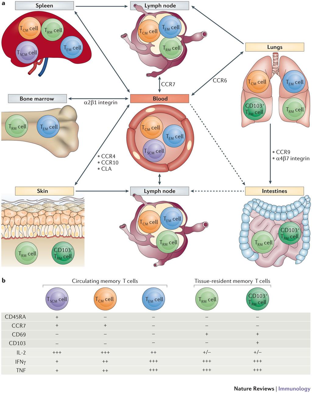 Further heterogeneity in memory T cell compartment: Stem cell memory (T SCM )