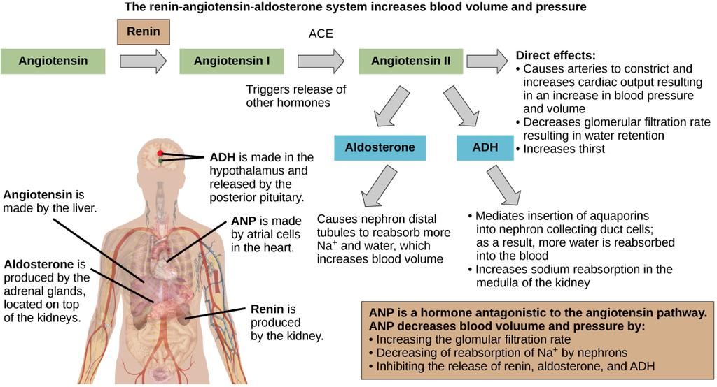 OpenStax-CNX module: m44828 3 Figure 1: The renin-angiotensin-aldosterone system increases blood pressure and volume. The hormone ANP has antagonistic eects.