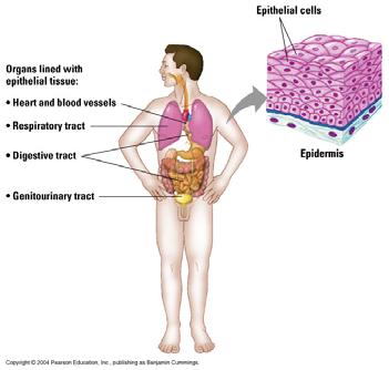 EPITHELIAL TISSUE Epithelial Tissue Functions protection, secretion, absorption, and excretion Generally lines spaces and hollows within the body Composed tightly packed cells anchored to a basement