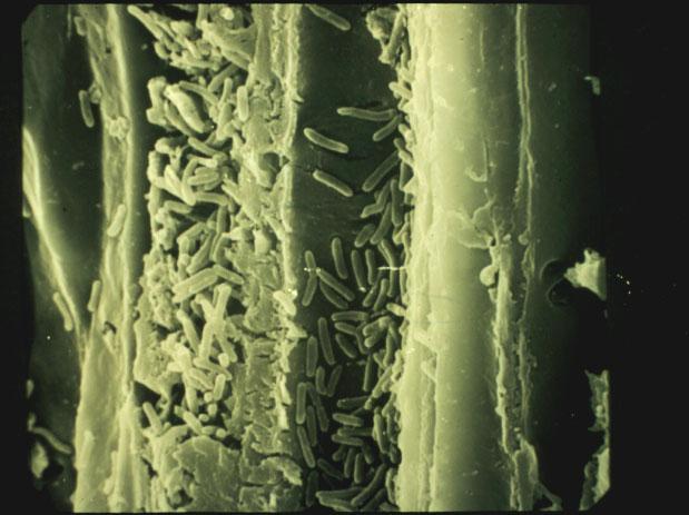 Plugs xylem vessels, restricts water flow Leaf
