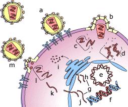 Life Cycle (a) HIV (red) attaches to two cell-surface receptors (the CD4 antigen and a specific chemokine receptor). (b) The virus and cell membrane fuse, and the virion core enters the cell.