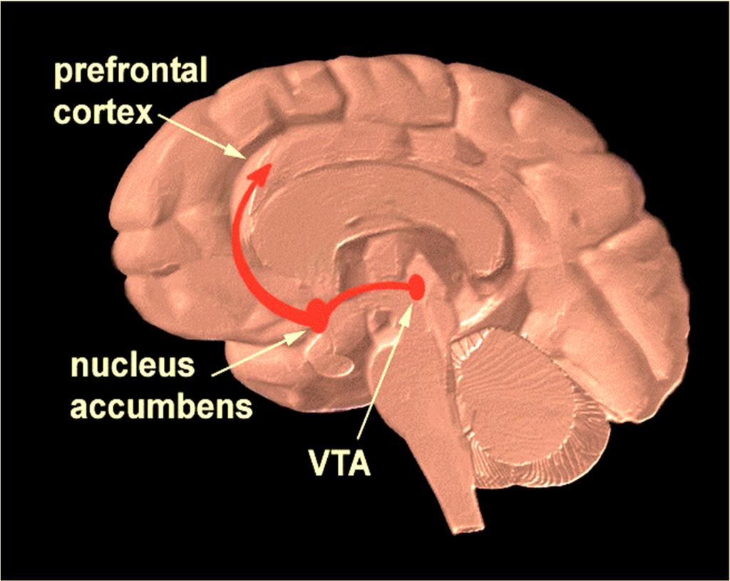 nucleus accumbens VTA/SN Drugs of