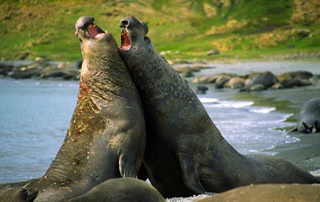 Quick Activity 1. Male elephant seals have powerful, inflatable, snouts. They can use this snout to amplify snorts, grunts, as well as a way to apply force. 2.