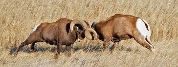 Quick Activity 3. Male rams have powerful horns that they use to help fight against other males. 4.