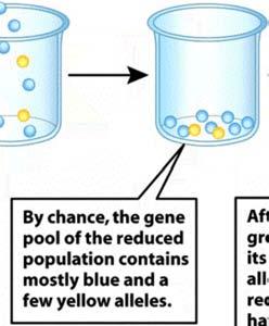 Population bottlenecks are an example of genetic drift.