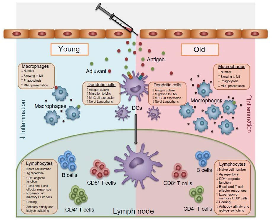Vaccination and the aging immune