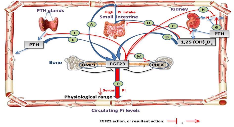 One of the sources of PPi is metabolism and other dephosphorylation of proteins in the bone cells. Generally speaking, this picture shows the maintenance of high concentration phosphorus.