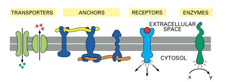 What is the function of membrane proteins?
