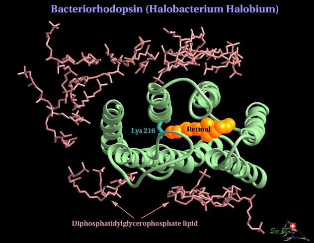 Example 1: Bacteriorhodopsin pumps protons across the membrane structure