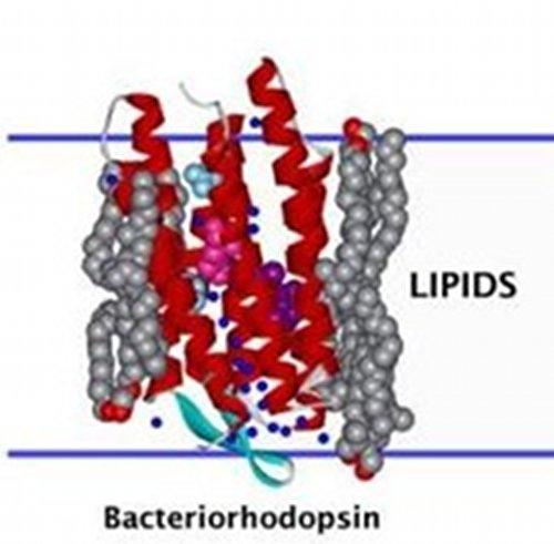 the membrane hydrophobic groups of helices turned toward the lipid