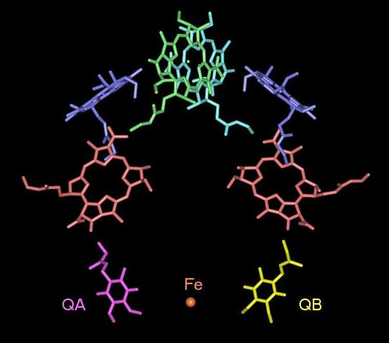 Photosynthetic pigments within the reaction center pigment: a small cyclic molecule