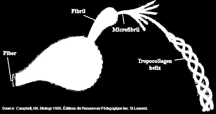Collagen The triple helix (tropocollagen) is: 300 nm