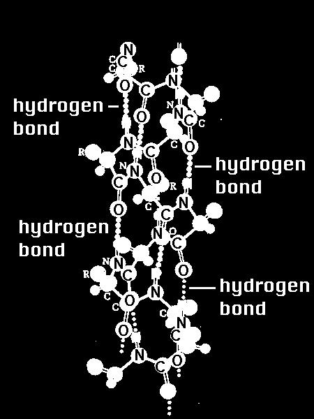 H-bonding Each strand have 800 amino acids (300 kda)