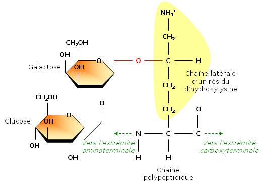 cross-links form between hydroxylysine residues and lysine or