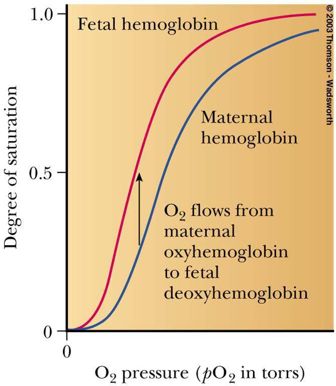 4 Fetal Hemoglobin, Hb F has a higher affinity for O2 than maternal Hb A structure