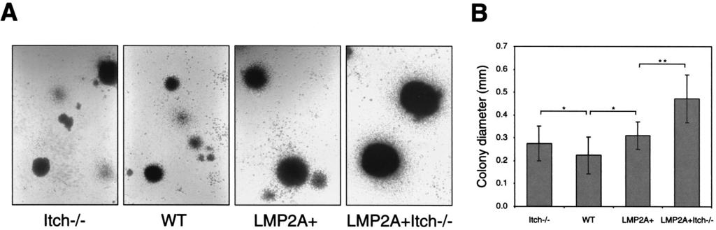 VOL. 77, 2003 NOTES 5531 FIG. 2. Decreased CD19 IgM B cells in LMP2A Itch / mice.