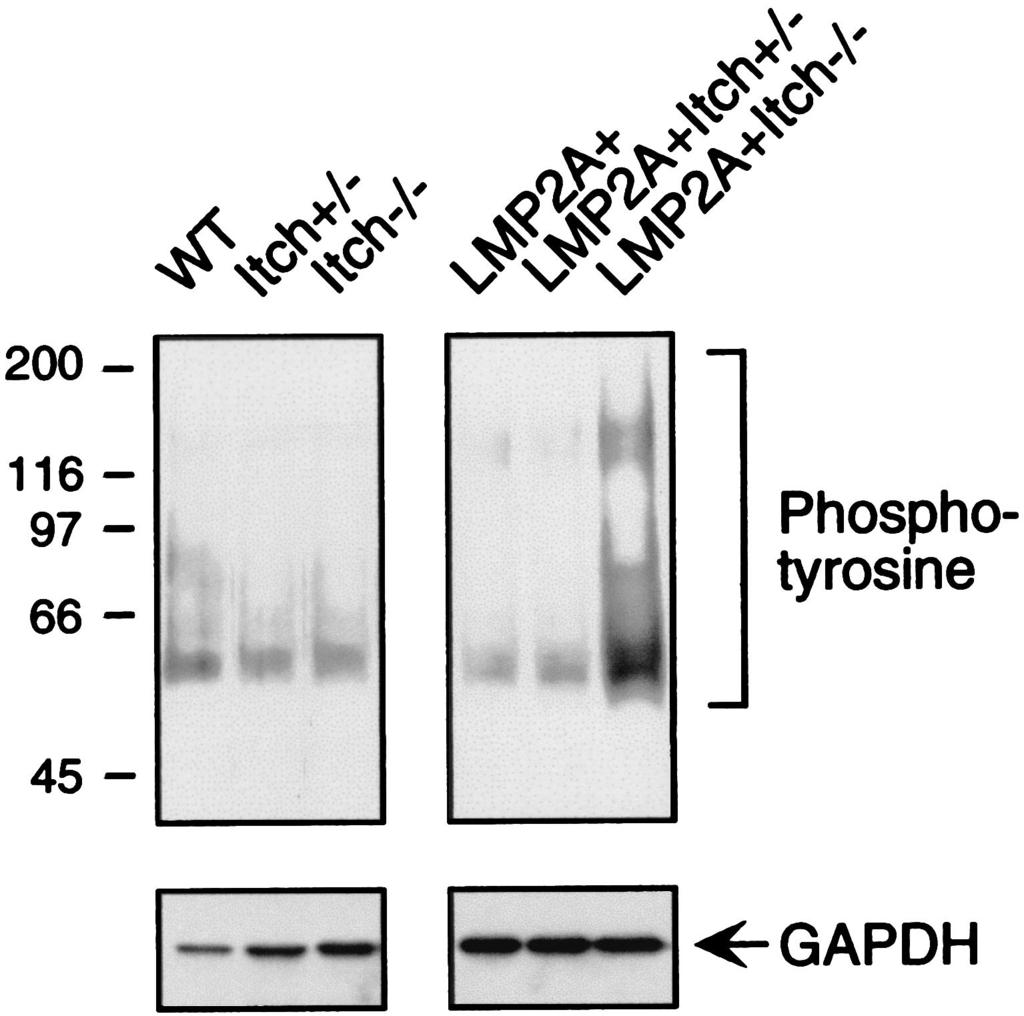 5532 NOTES J. VIROL. FIG. 4. Tyrosine phosphorylation in cultured bone marrow cells.