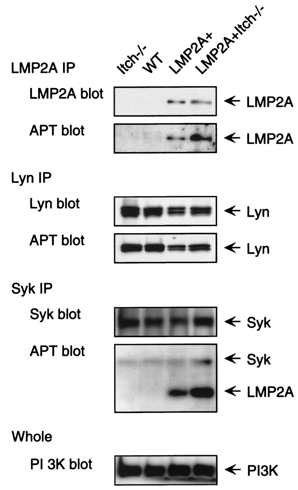 (4G10; Upstate Biotechnology), and immunoblotted with antiphosphotyrosine peptide (RC20; Transduction Laboratory).