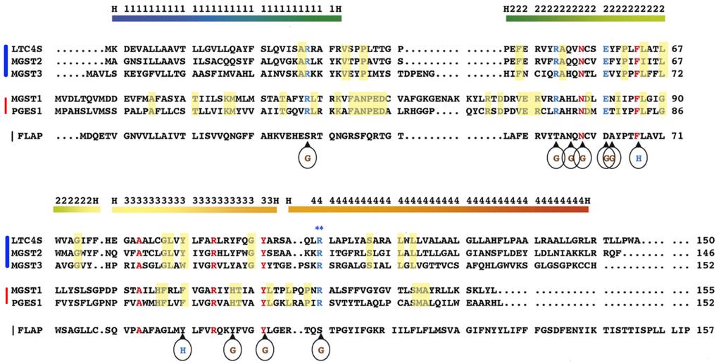 Figure 4: Structure based sequence alignment of MAPEG family proteins. The transmembrane helices are indicated with colored boxes based on the LTC4S structure.