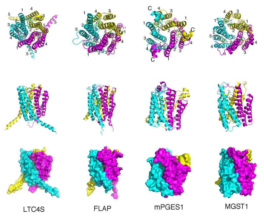 Figure 5: The common trimeric form of MAPEG family proteins. The upper panel is the view from the top to show how the four helices from each subunit participate to form a symmetric homotrimer.