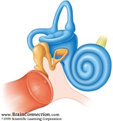 Cochlea Pressure from the stapes pushes the fluid in the cochlea Causes membranes to vibrate Basilar membrane The vibration differs, depending on the