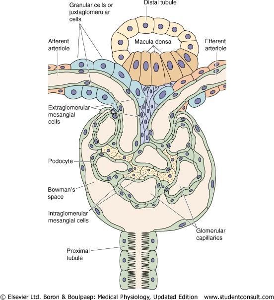 Renin-Angiotensin-Aldosterone Juxtaglomerular Apparatus area where the distal tubule comes between the afferent and efferenet arteriole Consists of the extraglomerular matrix cells, macula densa