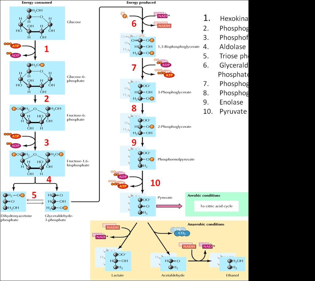 3.3 Glycolysis: The sequential steps in glycolysis are explained below: 1. Enzyme hexokinase catalyzes the conversion of glucose to glucose 6-phosphate and ATP is converted to ADP. 2.