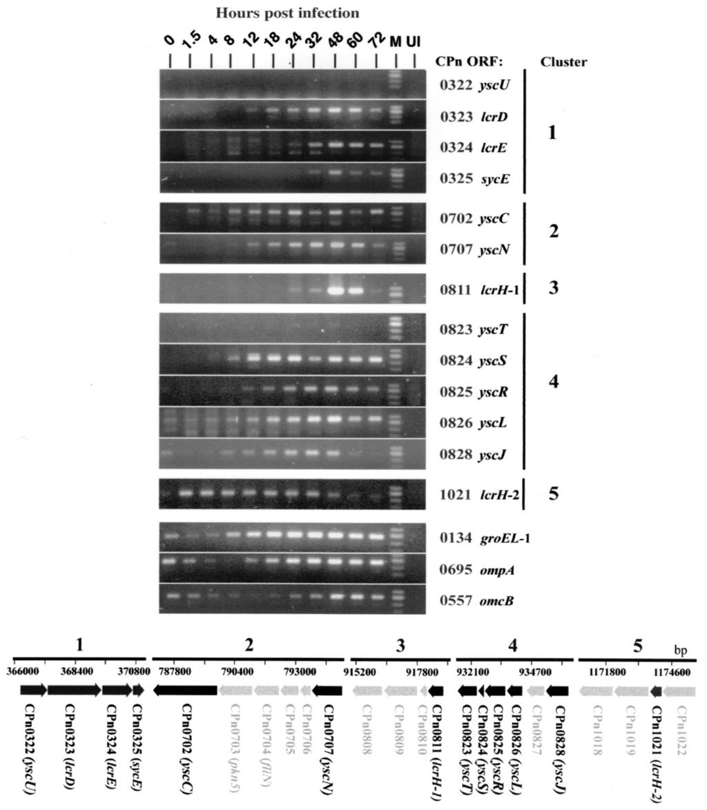 2558 SLEPENKIN ET AL. INFECT. IMMUN. Downloaded from http://iai.asm.org/ FIG. 2. The expression of 13 known TTS secretion genes was analyzed throughout the developmental cycle of C.