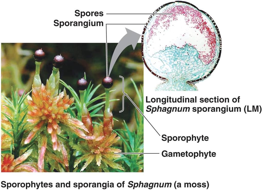2. Plants produce spores coated with sporopollenin to prevent dehydration in