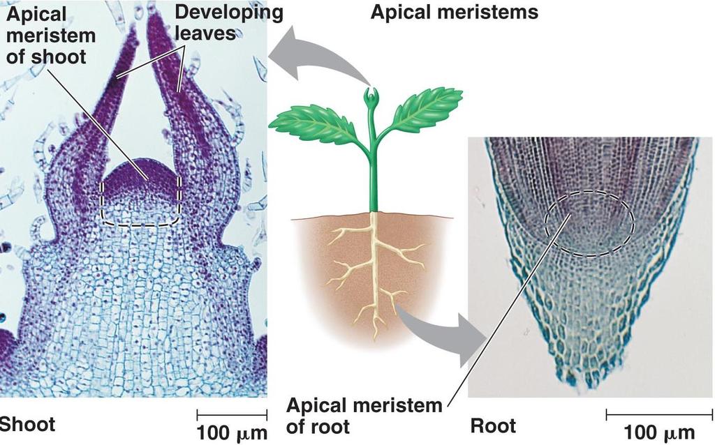 4. Apical meristem- Area found on the tips of shoots and roots