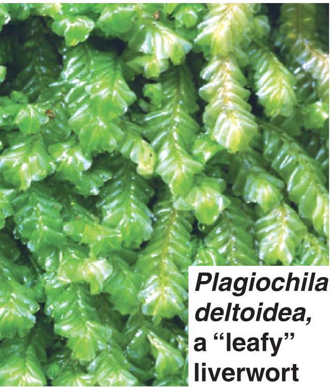 I. Bryophytes are nonvascular land plants. They do have structures that resemble leaves and roots(rhizoids) but these tissues have no vascular tissue.