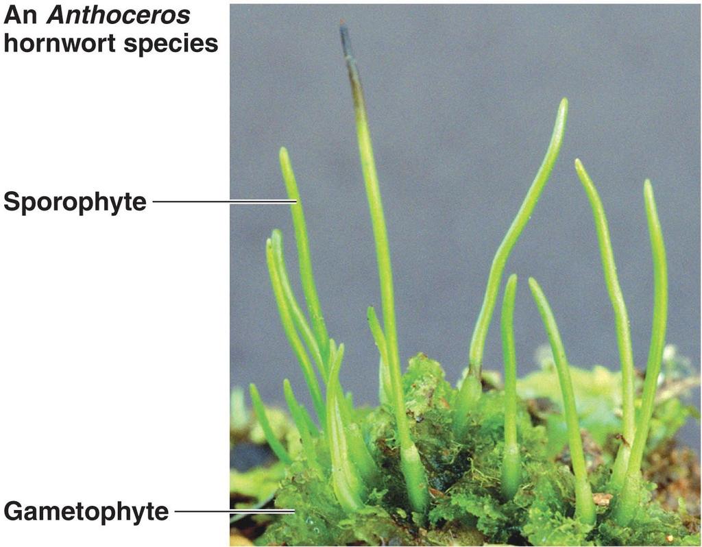 B. Hornworts (Phylum Anthocerophyta)-The gametophyte is leafy, and the