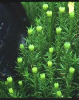 C. Mosses(Phylum Bryophyta)- are bryophytes