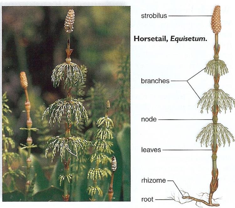 The Phylum Pteriodophyta includes horsetails and whisk ferns. Horsetails-only one genus.