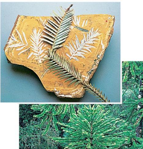 Gymnosperms Conifers-Largest gymnosperm group 575 species