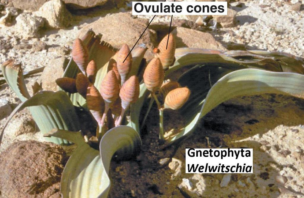 Other gymnosperms Phylum Cycadophyta-cycads have large cones and palmlike leaves. Phylum Ginkgophyta-only one species surviving.