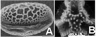 Microgametogenesis-In the anther chambers there are microspore mother cells (2n).
