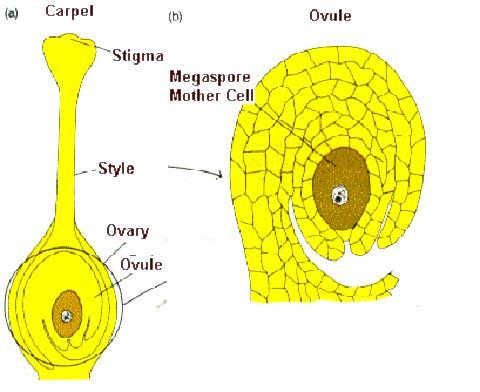 Megagametogenesis-Is the formation of the female gametophyte. Inside the ovary, there is one or more ovules. Each ovule has a megaspore mother cell (2n).
