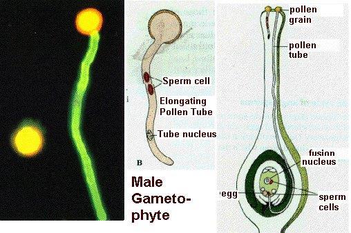 This is a case of double fertilization. The fertilized egg or zygote will give rise to the seed embyro, the endosperm will provide nutrients to the embryo.