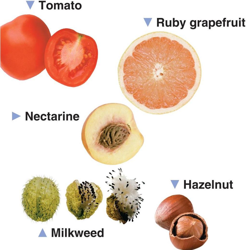 Different types of fruit and seed.