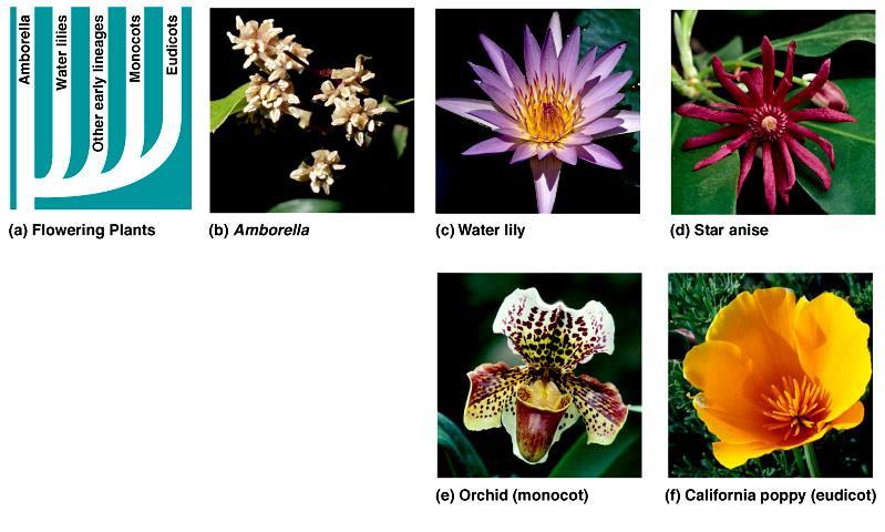 These are the major groups of flowering plants.