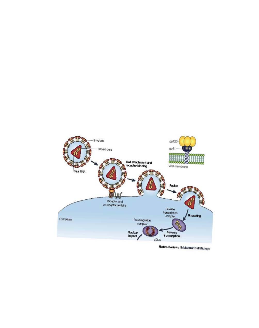 Figure 1. Illustration of HIV-1 binding and entry into a cell.