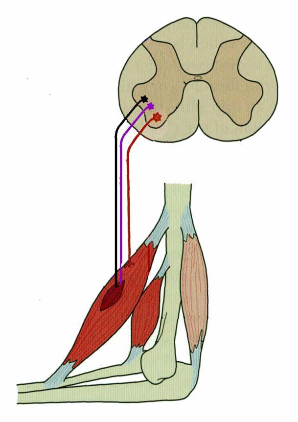 MUSCLE TONUS = resting tension in muscle Tonus reflects firing of alpha motor neurons at rest REFLEXES CHANGED BY GAMMA MOTOR NEURONS - GET PATIENT TO RELAX BEFORE TESTING